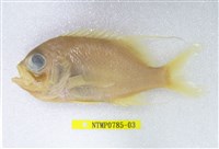 藏品(金點齒花鮨)的圖片